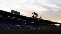 Horse Racing: 36th Breeders Cup World Championship