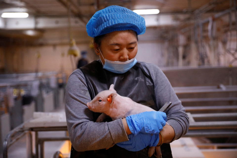 Un empleado sostiene un lechón en una granja de cría de Best Genetics Group (BGG), una empresa china de cría de cerdos en Chifeng, Región Autónoma de Mongolia Interior, China, 27 de febrero de 2022. Foto tomada el 27 de febrero de 2022. REUTERS/Tingshu Wang