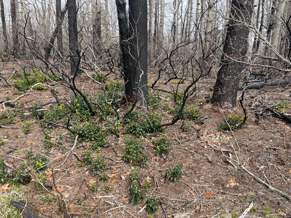 Mountain laurels sprout last week in the Queen's River Preserve in Exeter, where a wildfire decimated the forest a year ago. Even with this year's heavier than normal precipitation, the surface can dry out quickly, a DEM official warns.