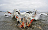 <p>Eight peckish pelicans battle over the same tiny carp in Greece. They are being fed by a local fisherman, as the lake has frozen over for the first time in over 10 years, which has led to the death of many pelicans due to starvation. (Photo: Julio Lozano/Caters News) </p>