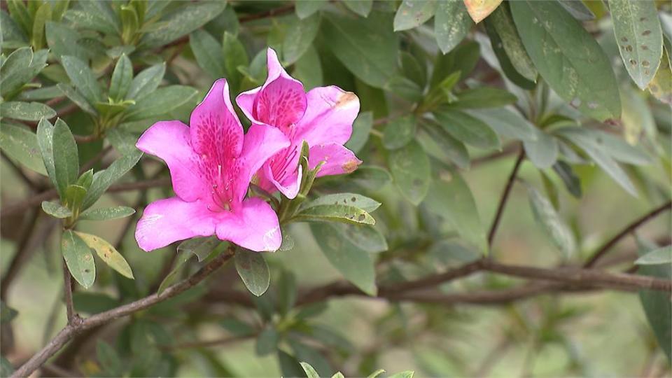 暖冬效應？台大杜鵑花開了　花季恐提早半個月