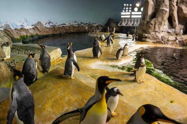 A variety of King and Gentoo penguins are seen in their enclosure at the Helzberg Penguin Plaza on Wednesday, Feb. 8, 2023, at the Kansas City Zoo.