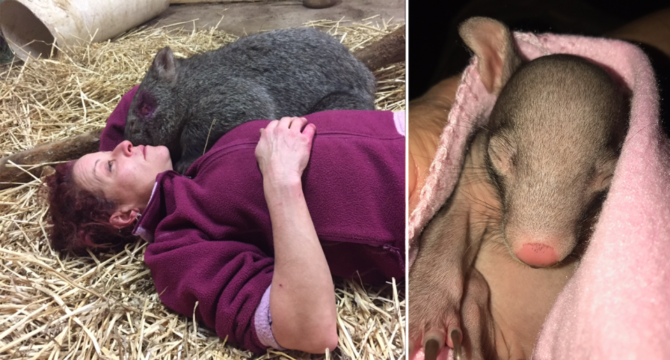 Wildlife carer Shelley Stafford lies on straw next to a wombat. A baby wombat in a towel