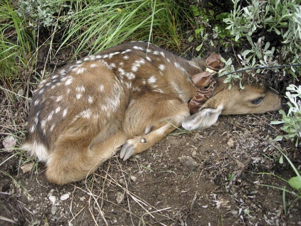 Mothers of young fawns are often foraging for food or hiding nearby because they have detected the presence of humans.