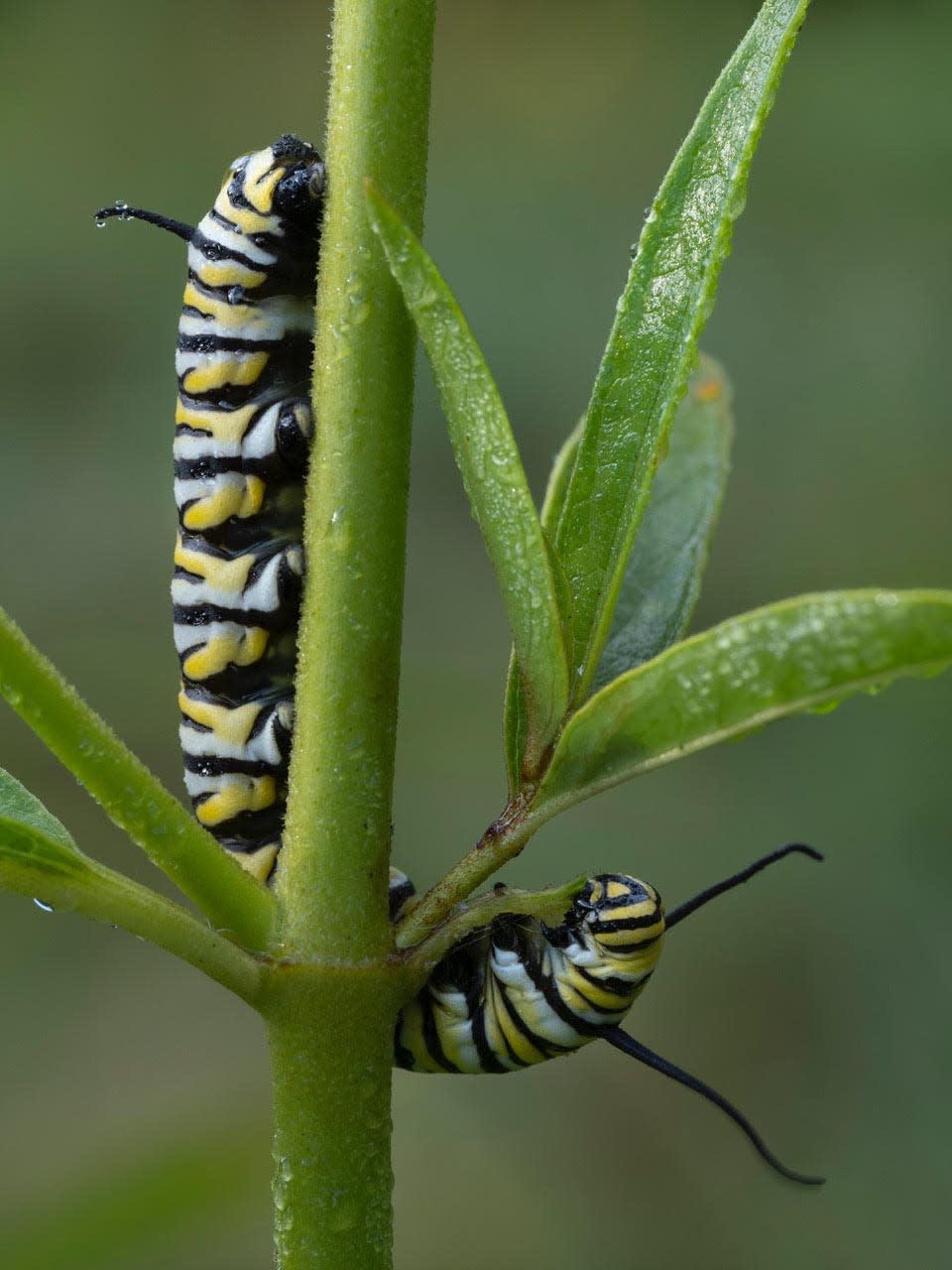 Two monarch caterpillars perched on a milkweed plant, which is vital to their life cycle.