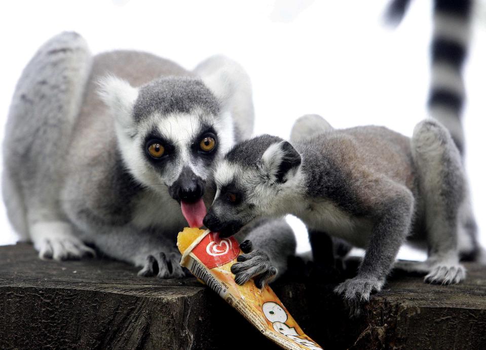 lemur