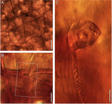 The Triassic Vorticella-like fossil (square in image focuses on the creature encased in cocoon) seen inside the cocoon wall. Like other eukaryotes, the Vortella animal was equipped with a nucleus, in this case a large horseshoe-shape nucleus in