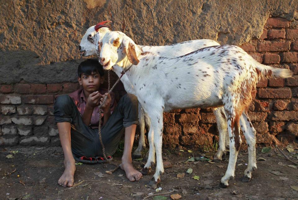 A boy sells a pair of goats at a livestock market on the eve of the Eid al-Adha festival in the old quarters of Delhi October 15, 2013. Muslims around the world celebrate Eid al-Adha by the sacrificial killing of sheep, goats, cows and camels to commemorate Prophet Abraham's willingness to sacrifice his son Ismail on God's command. REUTERS/Anindito Mukherjee (INDIA)