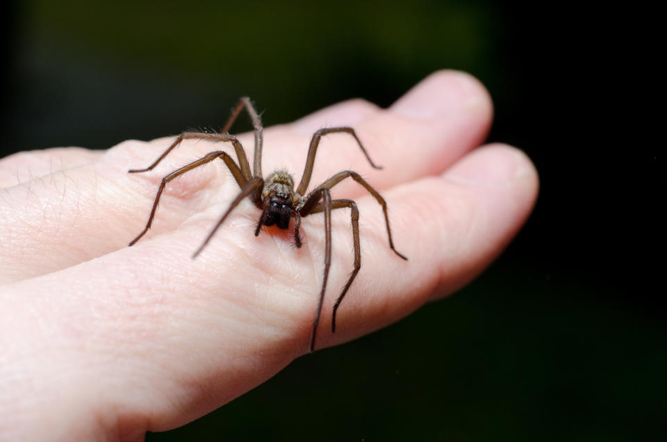 Big scary spider on hand