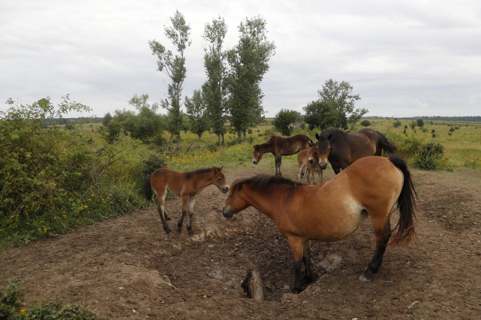 A herd of wild horses drink water at a wildlife sanctuary in Milovice, Czech Republic, Friday, July 17, 2020. Wild horses, bison and other big-hoofed animals once roamed freely in much of Europe. Now they are transforming a former military base outside the Czech capital in an ambitious project to improve biodiversity. Where occupying Soviet troops once held exercises, massive bovines called tauros and other heavy beasts now munch on the invasive plants that took over the base years ago. (AP Photo/Petr David Josek)