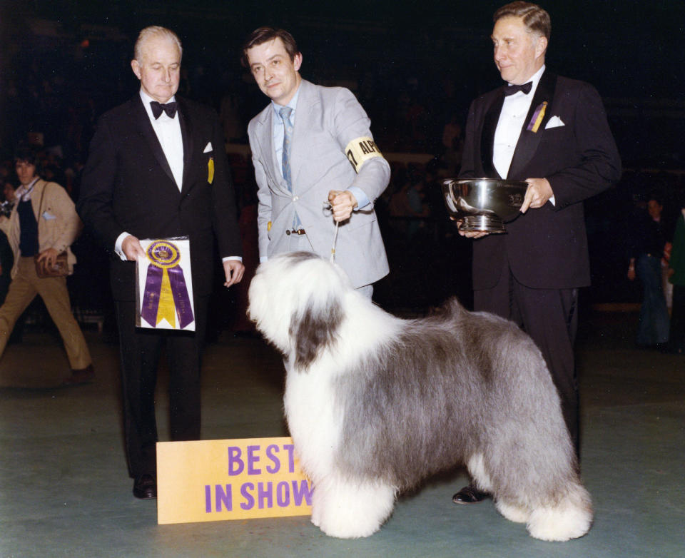 This 1975 photo provided by the Westminster Kennel Club shows the Westminster Best In Show winner, Sir Lancelot of Barvan. Sheepdogs have been recognized by the American Kennel Club since the late 1800's and won best in show at Westminster in 1914 and 1975. Breeders in the United States and England are concerned about the drop in the number of purebred sheepdog puppies registered in the two countries each year, as more owners choose smaller dogs like pocket pets and designer puppies. (AP Photo/Westminster Kennel Club)