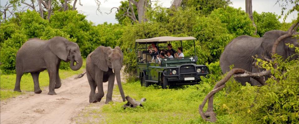 CHOBE, BOTSWANA - JAN 6:Tourists on safari game drive make photo close to wild elephants on January 6, 2008 in the Chobe National Park, Botswana.