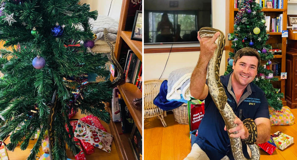 Brandon Gifford holding a snake found behind a Christmas tree.