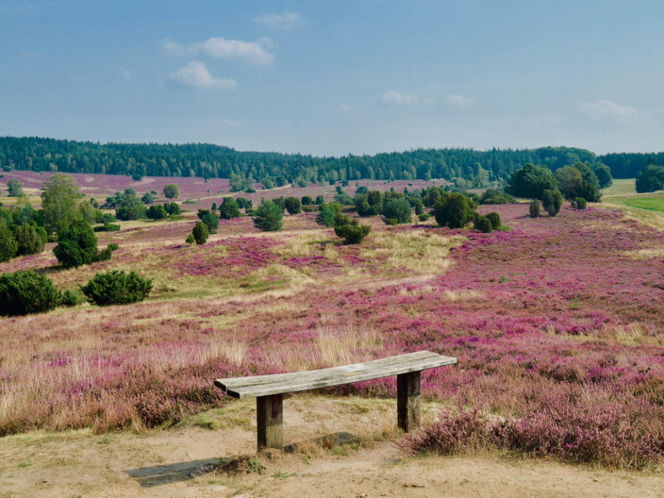 Die Lüneburger Heide erstrahlt lila. (Bild: Adrian Agylar/Shutterstock.com)