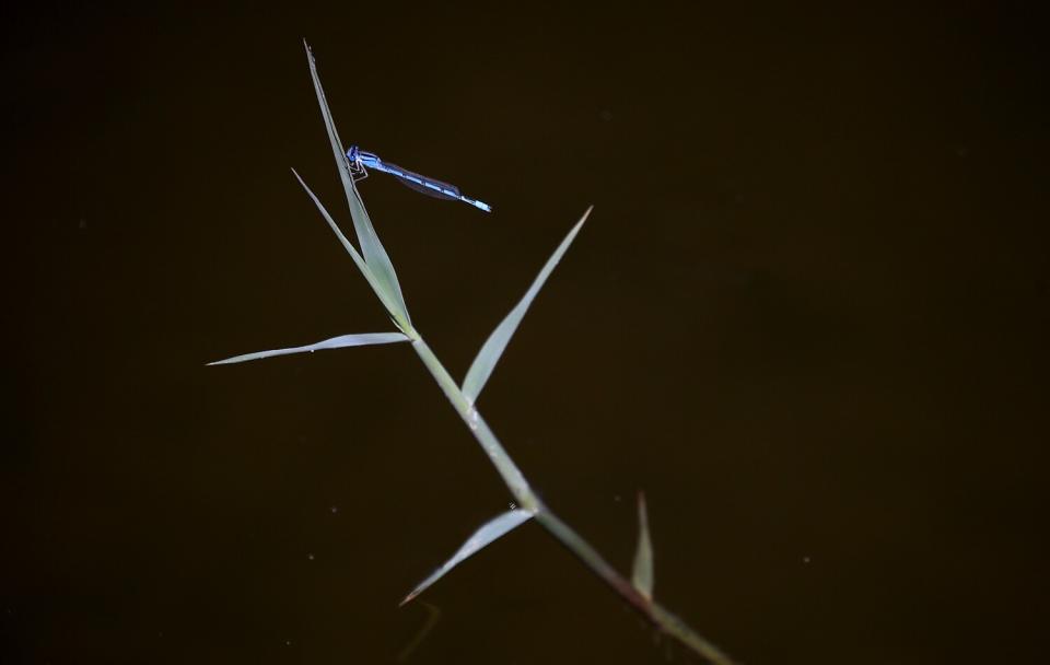 A dragonfly clings to wild grass in the Colorado River Delta in Mexico.