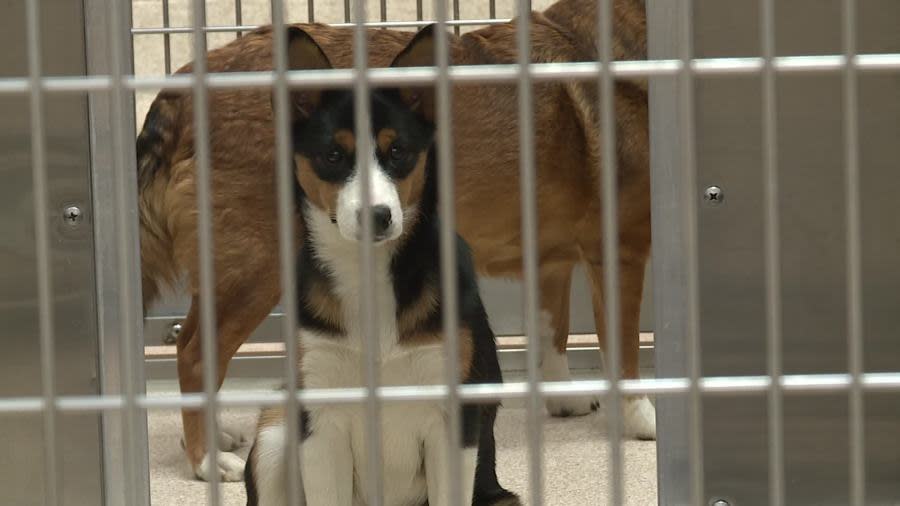 Dogs at the Kent County Animal Shelter on Feb. 7, 2024.