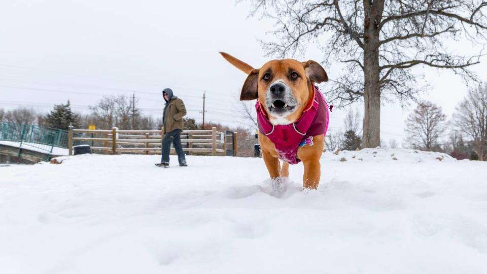 Chris Grant of Boise and his dog Sweet Pea explore a snowy Treasure Valley in January.