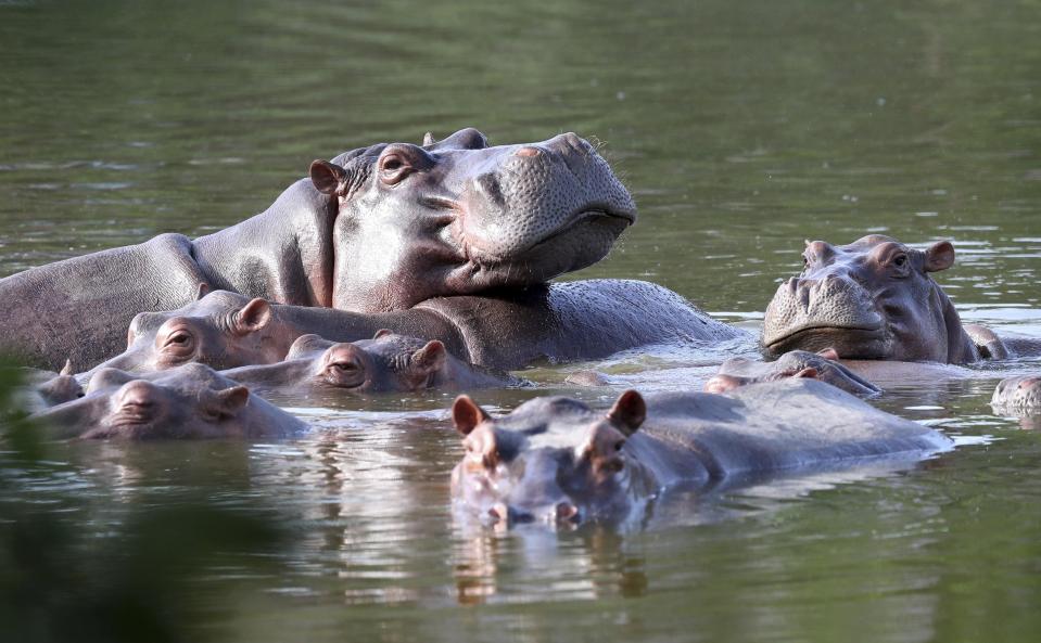 In this file photo from Feb. 4, 2021, hippos float in the lake at Hacienda Napoles Park, once the private estate of drug kingpin Pablo Escobar who imported three female hippos and one male decades ago in Puerto Triunfo, Colombia.  / Credit: Fernando Vergara / AP