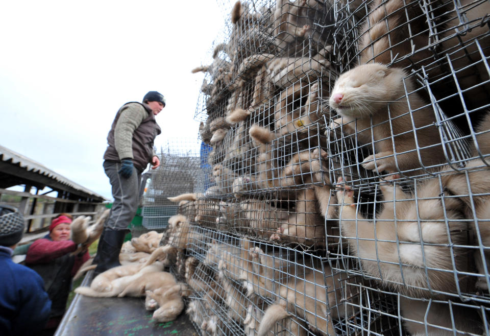 A Mink Farm