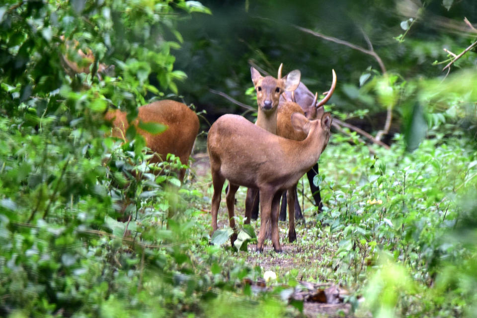 KAZIRANGA,INDIA-JULY 16,2020 :A herd of deer takes shelter at a higher land in the flood-hit Kaziranga National Park in Nagaon district of Assam, India - PHOTOGRAPH BY Anuwar Ali Hazarika / Barcroft Studios / Future Publishing (Photo credit should read Anuwar Ali Hazarika/Barcroft Media via Getty Images)