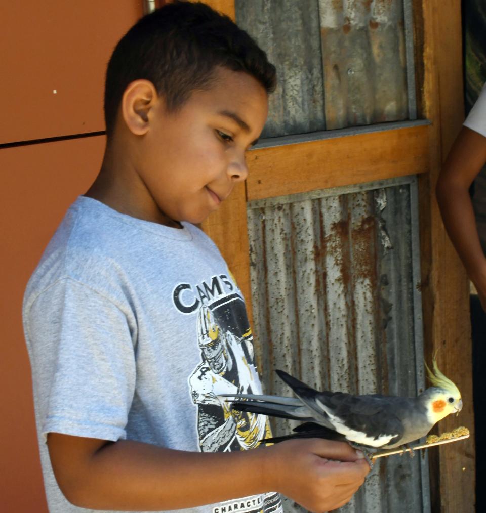 Alonzo Metoyer, 10, holds a feedstick in front of him while a cockatiel sits on his hand to eat.
"It's kind of cool that an actual animal was this close," he said. "I got to touch a bird."