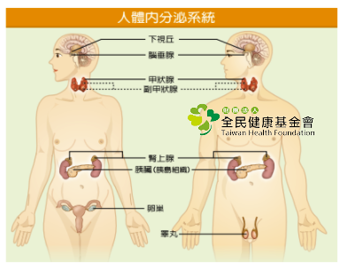 內分泌系統的運作方式大部分是由腦部「下視丘」來調控「腦垂腺」刺激素的分泌。