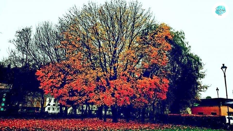 Western Telegraph: Otoño.  Imagen: Donna-Marie Humphries