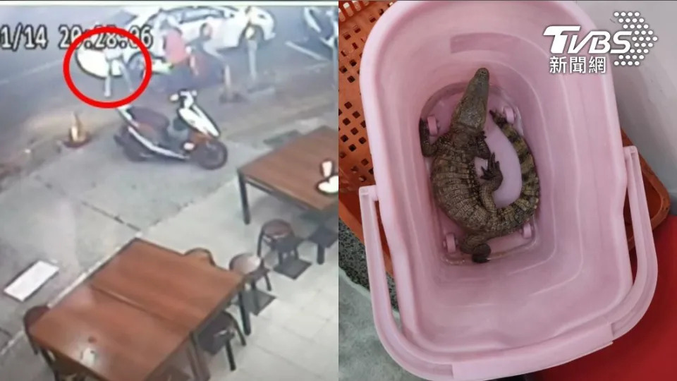 豆漿店水溝竄鱷魚，客人嚇到彈起來。（圖／TVBS）