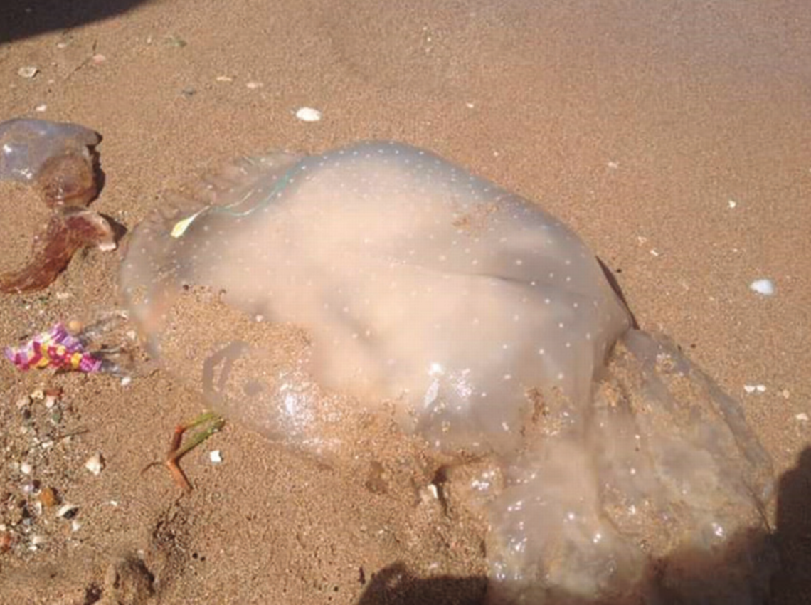 The jellyfish washed up on shore a few days after it was spotted by the scuba divers, according to the study. Mghili, B., Lamine, I., Rami Laamraoui, M., Aksissou, Ml, and Galanidi, M. (2024)/Mediterranean Marine Science
