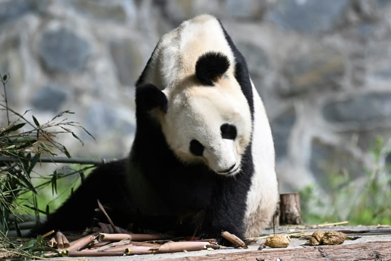 Le panda géant Ying Mei dans son enclos du Centre chinois de préservation et de recherche sur le panda géant à Ya'an, dans la province du Sichuan,  le 12 juin 2024 en Chine (AFP - Pedro PARDO)