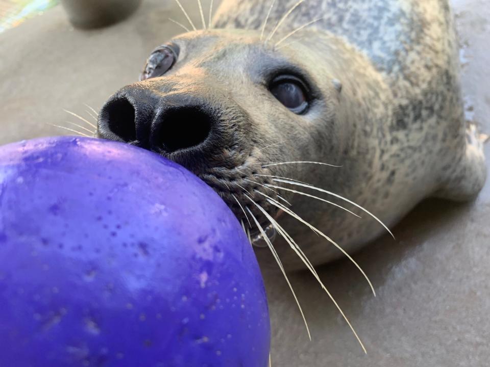 Yellow, the Atlantic harbor seal, was known for her fun and "sassy" personality, Buttonwood Park Zoo officials said.