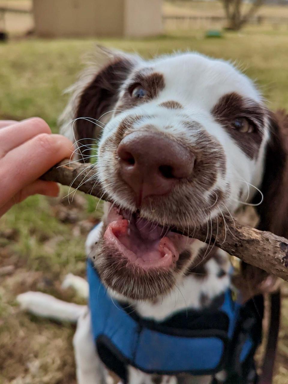 Humane Society of Washington County Executive Director Colin Berry said Bijou's favorite thing is chewing on sticks. The Dalmatian, recovering from animal cruelty, is pictured about two weeks ago in mid-January.