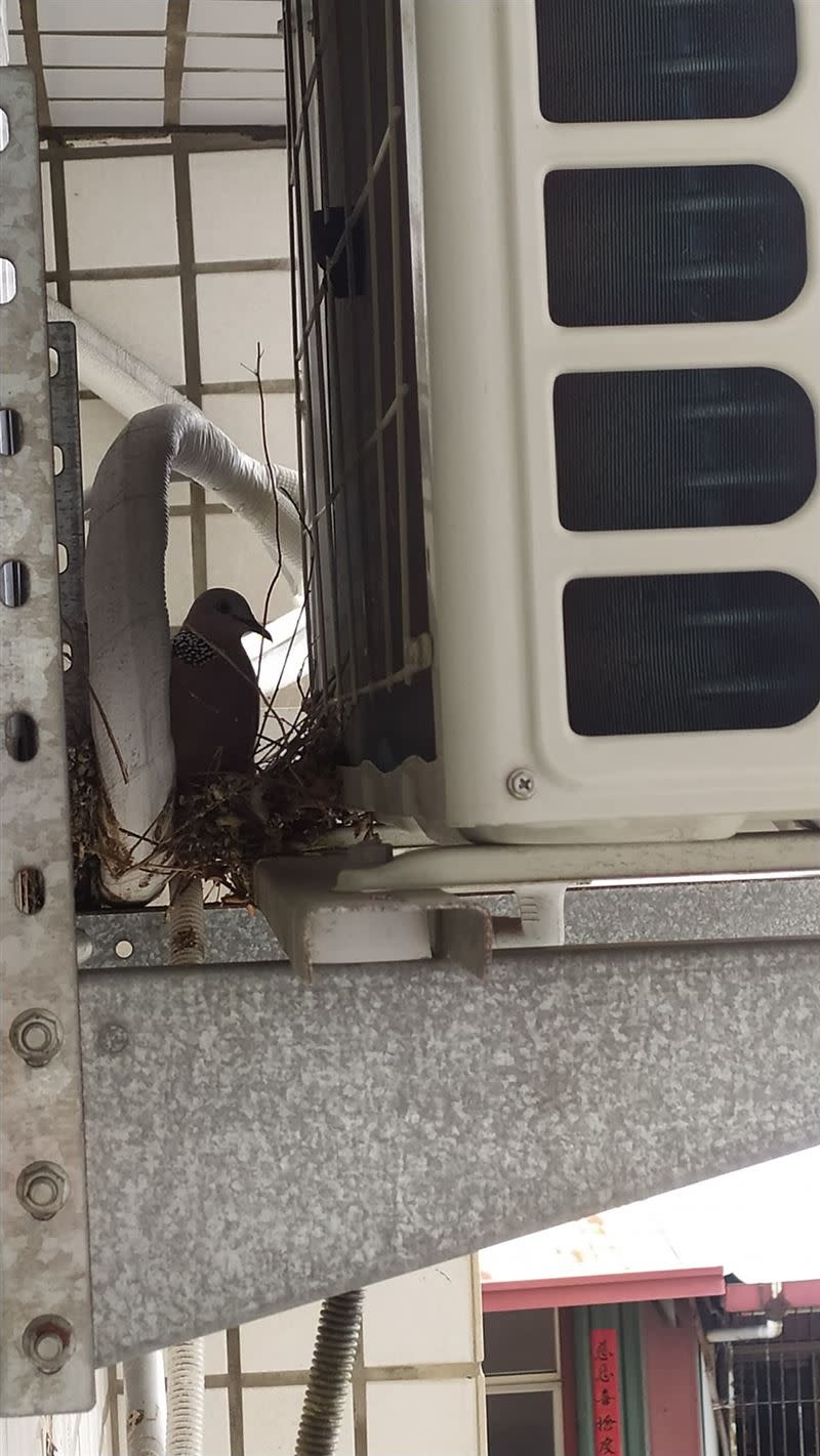 一位媽媽打開窗戶，發現鳥在冷氣室外機旁築巢。（圖／翻攝自爆廢公社）