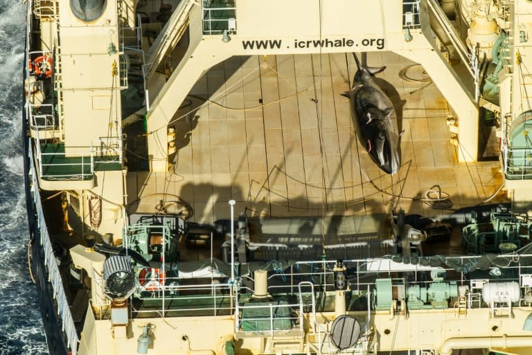 A protected minke whale seen onboard the Nisshin Maru at sea in Antarctic waters in January 2017; Tokyo currently observes the moratorium on whaling but exploits a loophole to kill hundreds of whales every year for "scientific purposes"