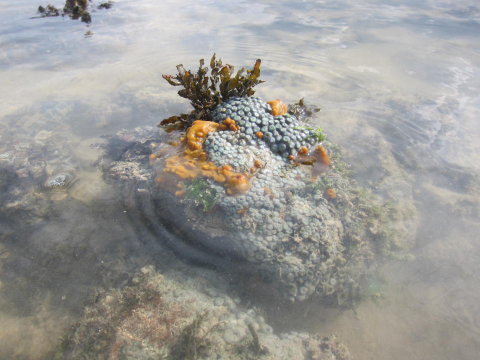 Another type of coral species found on Pulau Semakau. (Yahoo! Singapore/ Karen Vera)