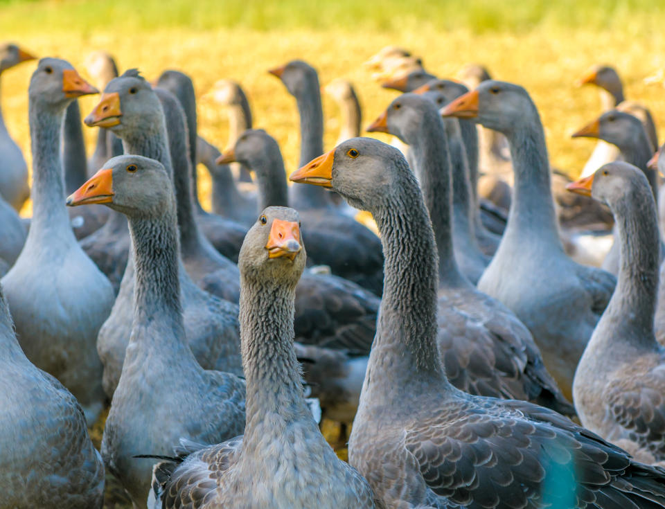 Making foie gras<span> (fattened liver) involves the controversial force-feeding of ducks or geese with more food than they would eat normally. Photo: Getty</span>