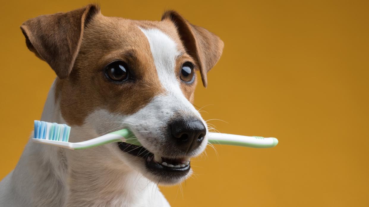  Dog with toothbrush in mouth with yellow background. 