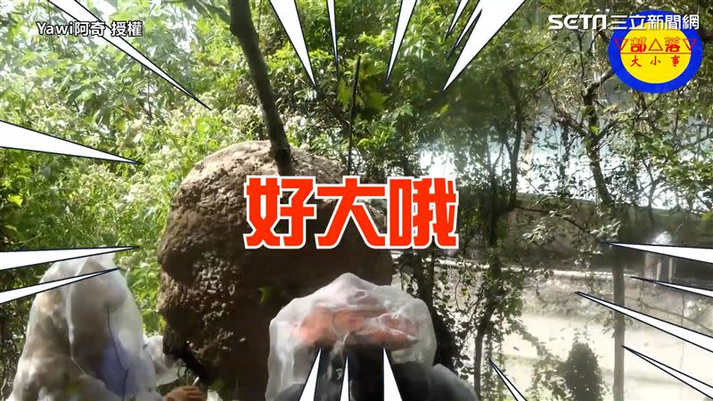 蜂巢超大一個讓他嚇傻。（圖／Yawi阿奇授權）