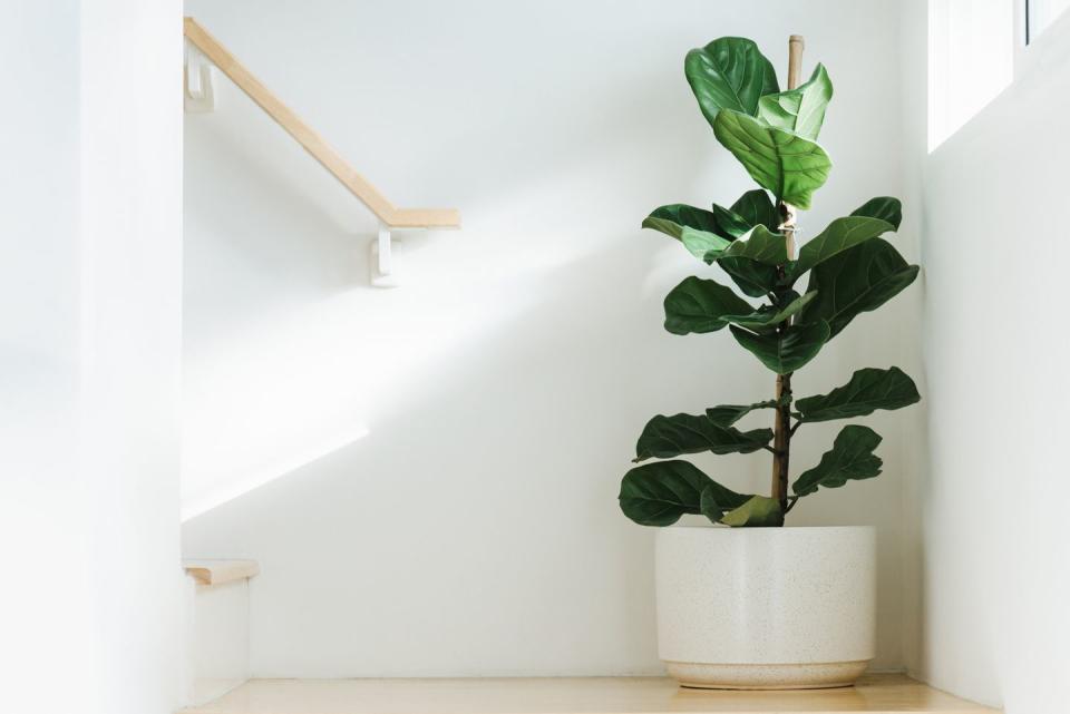 big leaf plants fiddle leaf fig