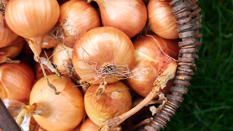 Harvested yellow onions in basket