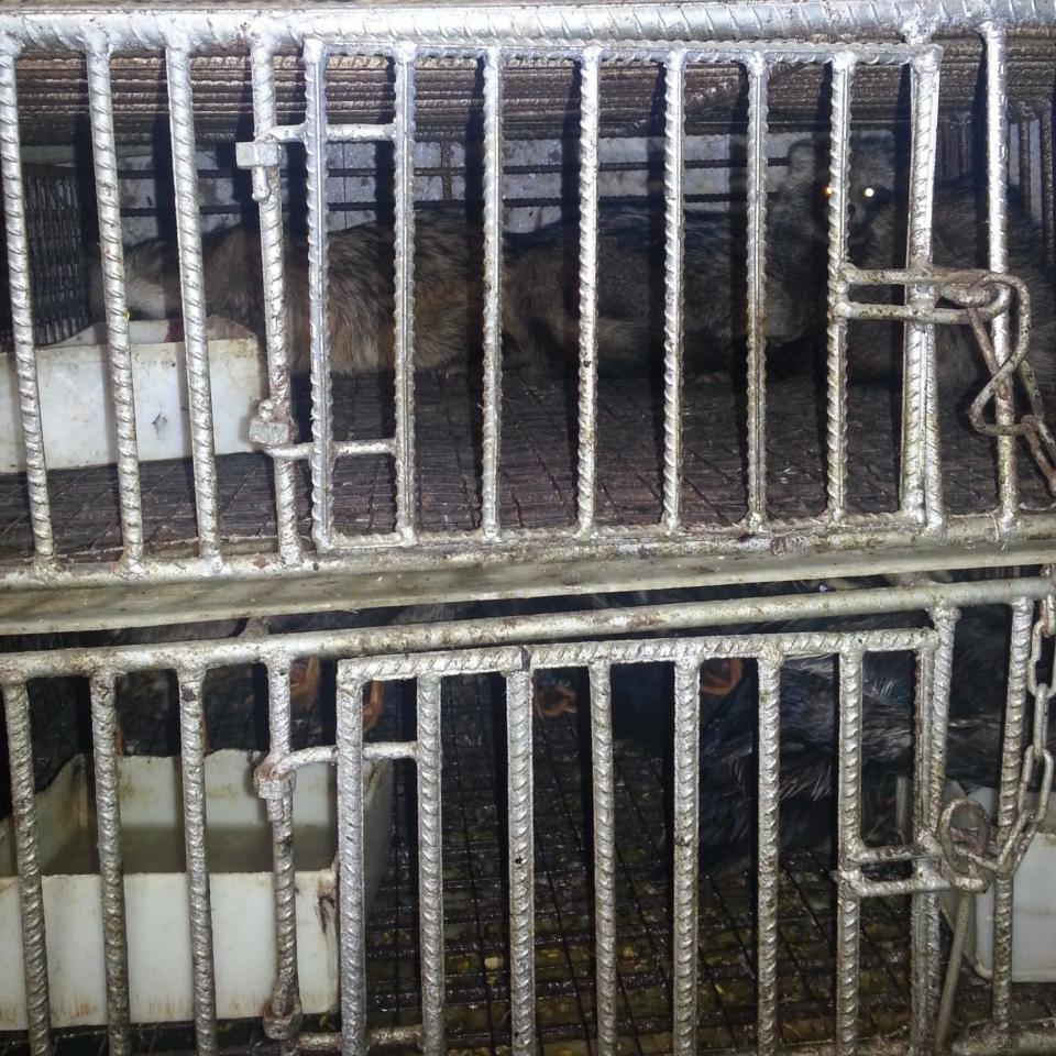 Live wild animals in crates stacked ontop of each other, taken in October 2014 during Dr Eddie Holmes' trip to the market - Eddie Holmes