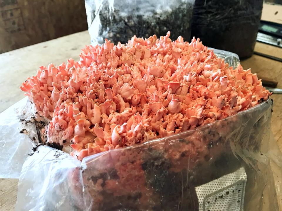 These little nubs, called pins, will grow into pink oyster mushrooms.  The taste of pink oysters has been described as meaty and “seafoody”.