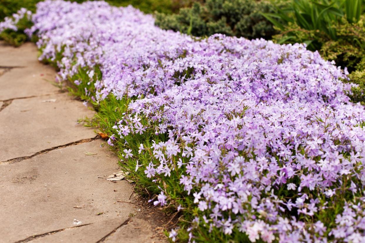 perennial ground cover blooming plant creeping phlox