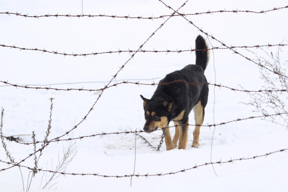 A dog stands at the barbed wire fence near the entrance to the state radiation ecology reserve in the 30 km (18 miles) exclusion zone around the Chernobyl nuclear reactor near the village of Babchin, some 370 km (217 miles) southeast of Minsk, February 21, 2011. Belarus, Ukraine and Russia will mark the 25th anniversary of the nuclear reactor explosion in Chernobyl, the place where the world's worst civil nuclear accident took place, on April 26.   REUTERS/Vasily Fedosenko (BELARUS - Tags: ANNIVERSARY DISASTER ANIMALS)