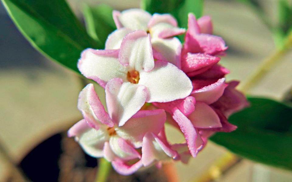 Daphne odora ‘Aureomarginata’ - Plant Heritage 