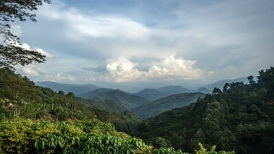 Green Coffee Company Farms - Antioquia, Colombia