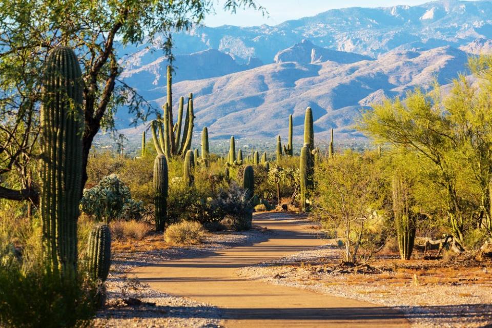 Cactus lining a path in Saguaro National Park