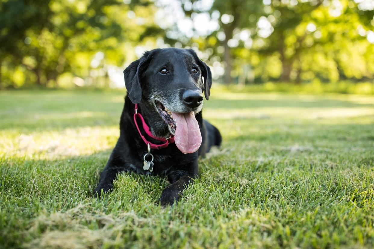 Black Labrador Retriever wearing red collar outdoors