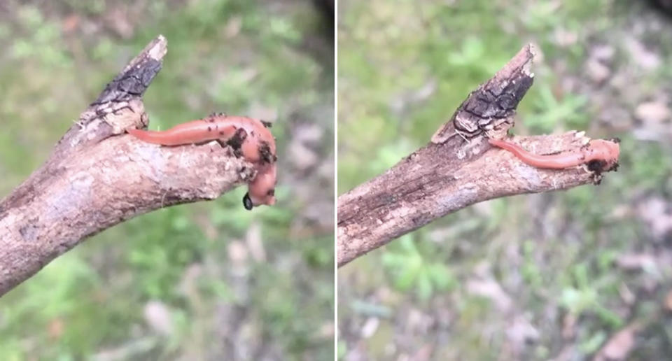 What appears to be an Australian flatworm squirms on a piece of wood in the Yarra Valley.