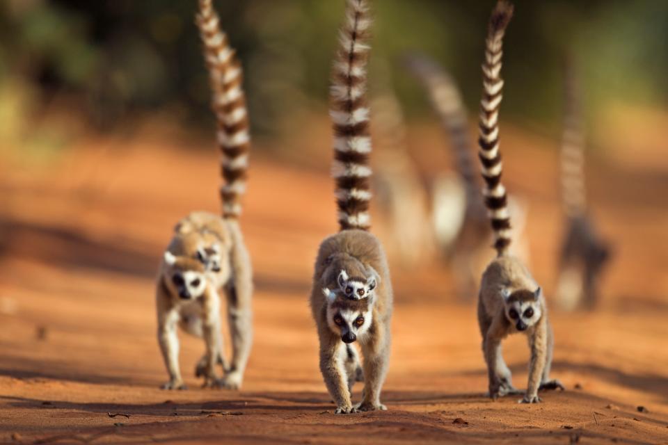 Over-familiar lemurs caused an obstacle for Martha - Getty